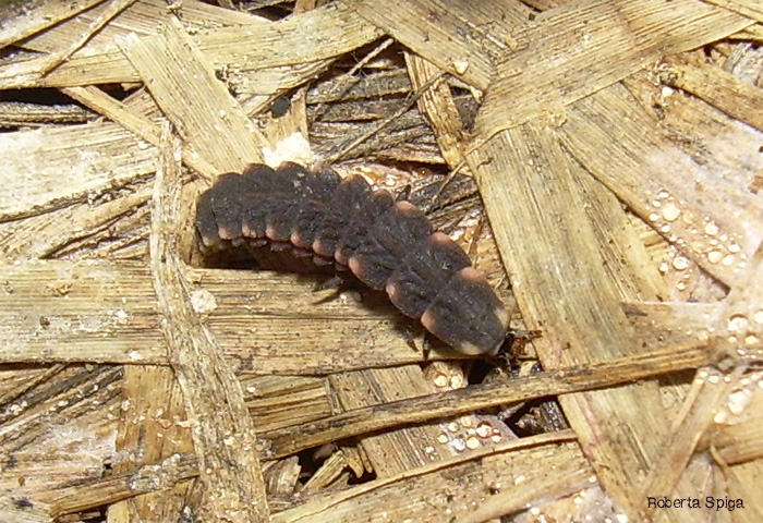 Lampyris noctiluca larva